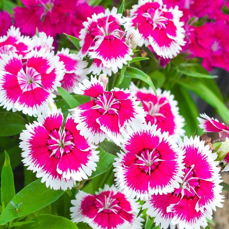 Dianthus 'Barbatus' 1.5L -