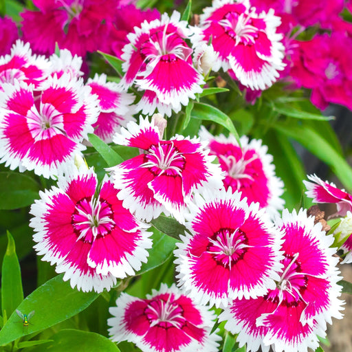 Dianthus 'Barbatus' 1.5L -