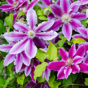 Clematis 'Doctor Ruppel' 70cm -