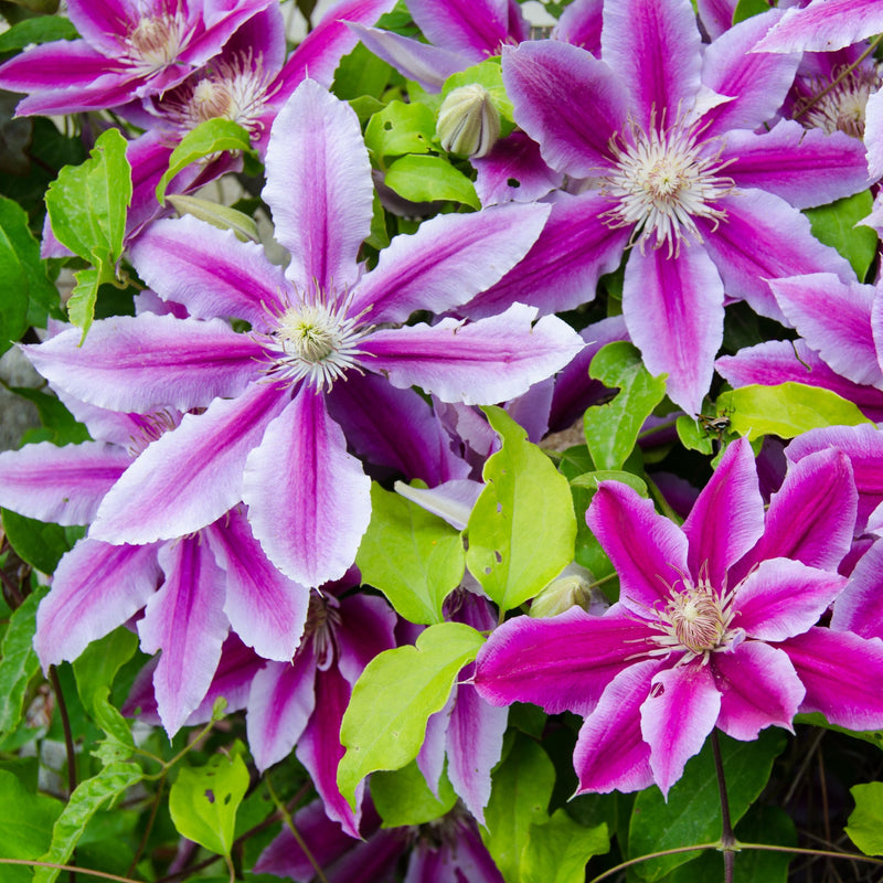 Clematis 'Doctor Ruppel' 70cm -