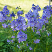 Polemonium 'Hurricane Ridge' 2L -
