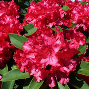 Rhododendron hybride 'Camparina' 5L -