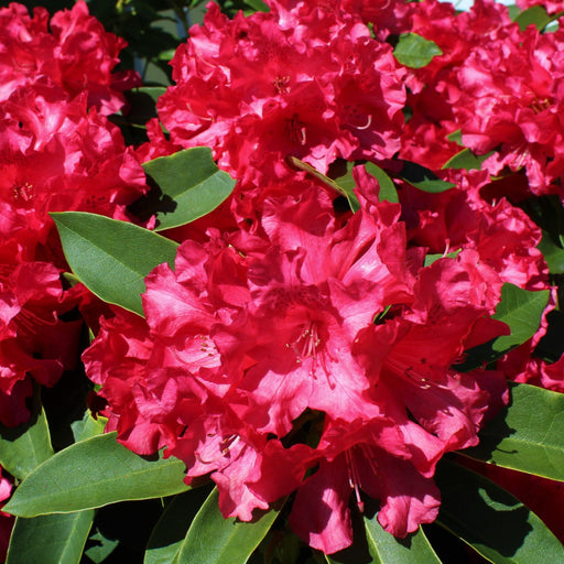 Rhododendron hybride 'Camparina' 5L -