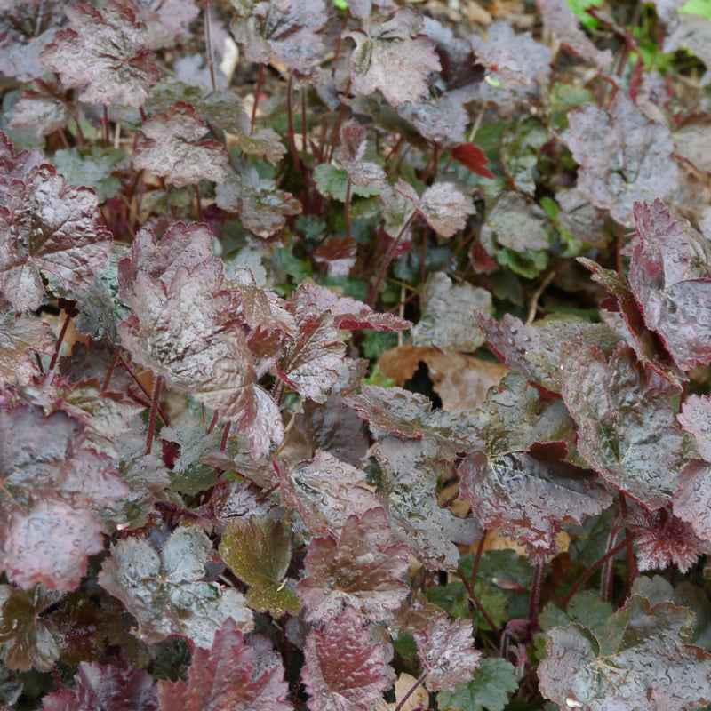 Heuchera micrantha Palace Purple 9cm -