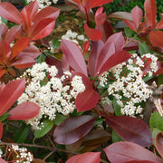 Photinia 'Little Red Robin' 9cm - 5L -