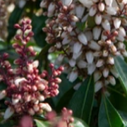 Pieris japonica 'Bonfire' 2L -