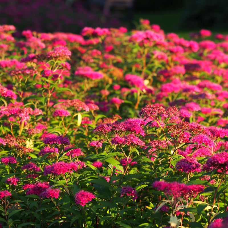 Spiraea japonica 'Anthony Waterer' 2L -