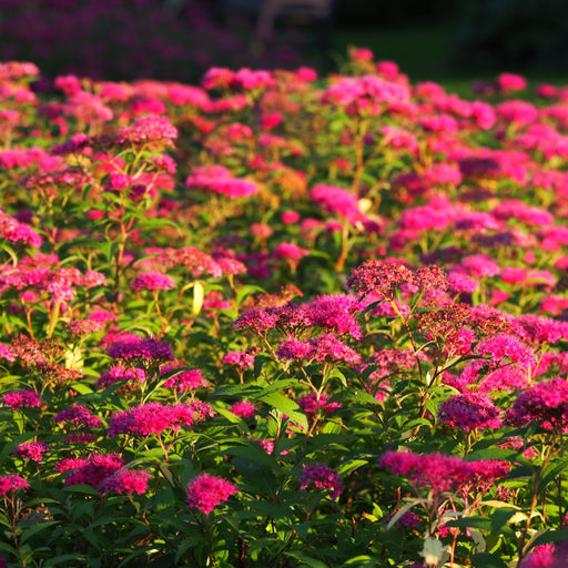 Spiraea japonica 'Anthony Waterer' 2L -