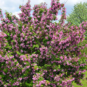 Syringa vulgaris (Lost Label) 5L -