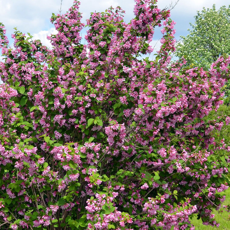 Syringa vulgaris (Lost Label) 5L -