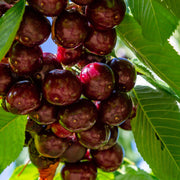 Dwarf Patio Cherry Tree 'Hedelfinger' 1M - Home & Garden > Plants > Indoor & Outdoor Plants > Landscaping & Garden Plants