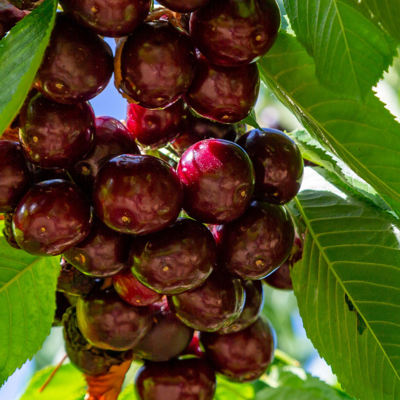 Dwarf Patio Cherry Tree 'Hedelfinger' 1M - Home & Garden > Plants > Indoor & Outdoor Plants > Landscaping & Garden Plants