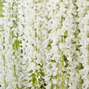 Wisteria sinensis 'Alba' 2L 100-120cm -