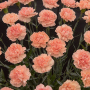 Dianthus 'Luigi' 3L -