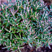 Andromeda 'Blue Ice' 9cm -