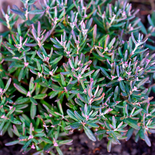 Andromeda 'Blue Ice' 9cm -