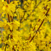 Forsythia x intermedia 'Minigold' 1L/2L -