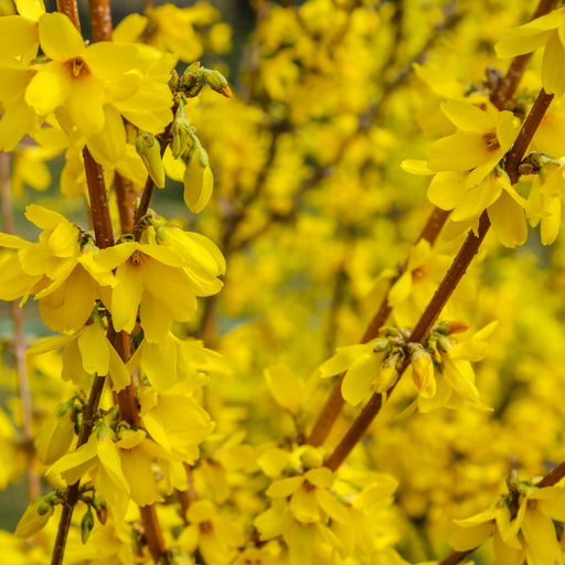 Forsythia x intermedia 'Minigold' 1L/2L -