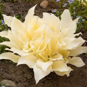 Hosta 'White Feather 2L -