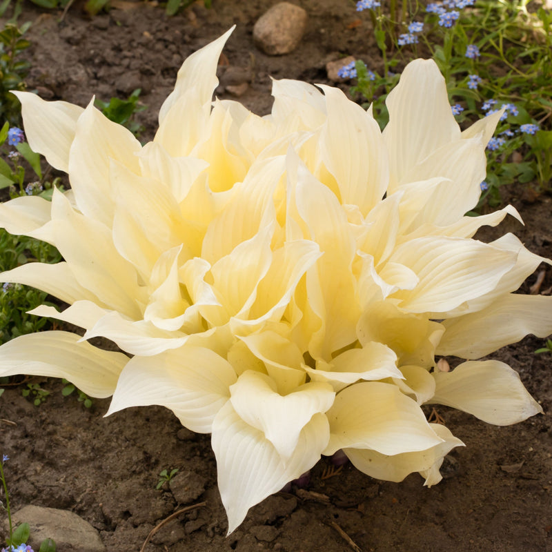 Hosta 'White Feather 2L -