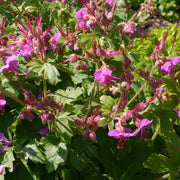 Geranium Bevan's Variety 2L -