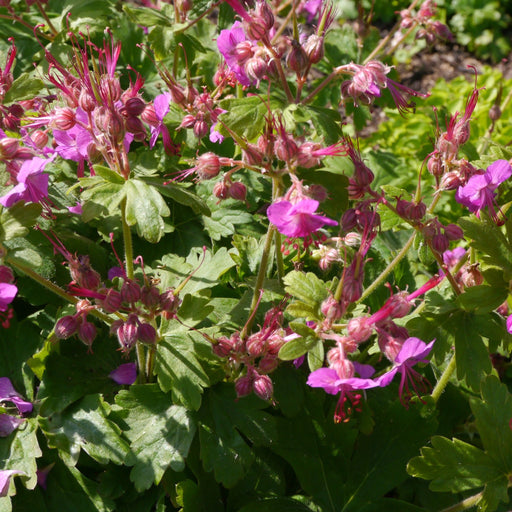 Geranium Bevan's Variety 2L -