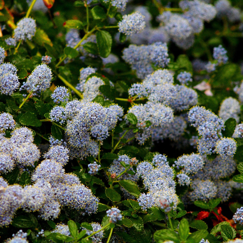Ceanothus repens Pyramid 60-70cm -