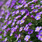 Aubretia hybrida axcent Light Blue 9cm -