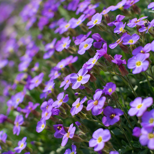 Aubretia hybrida axcent Light Blue 9cm -