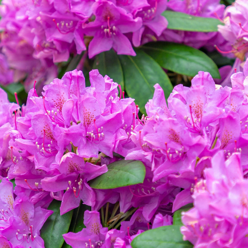Rhododendron Roseum Elegans 2-5L -