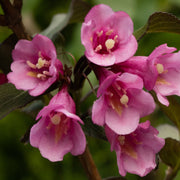 Weigela florida 'Purpurea' 3L -
