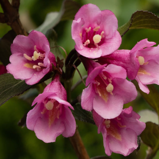 Weigela florida 'Purpurea' 3L -