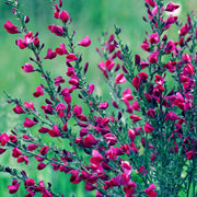 Cytisus x boskoopii 'Boskoop Ruby' 1.5L -