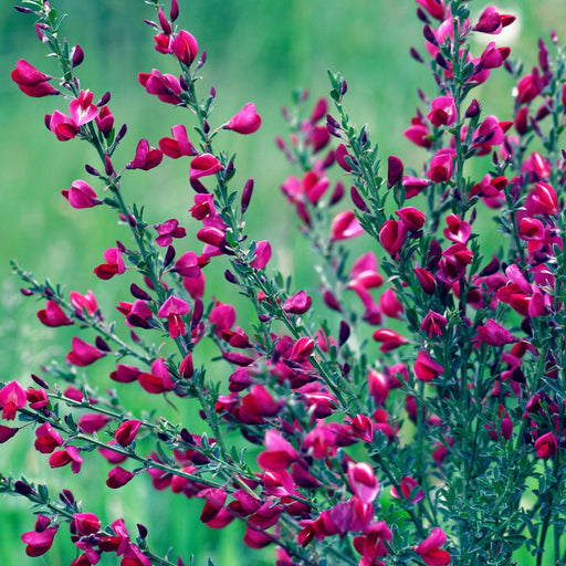 Cytisus x boskoopii 'Boskoop Ruby' 1.5L -
