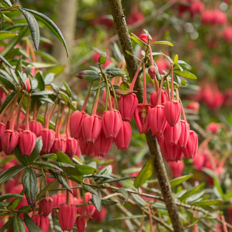 Crinodendron hookerianum 3L (60-70cm) -