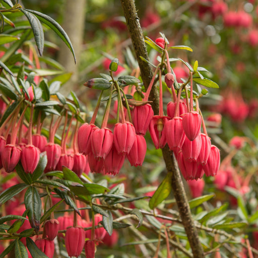 Crinodendron hookerianum 3L (60-70cm) -