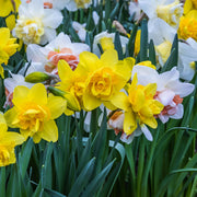 Daffodil Mixed (7 Bulbs) -
