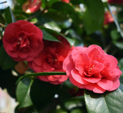 Camellia japonica 'Lady Campbell' 3L -