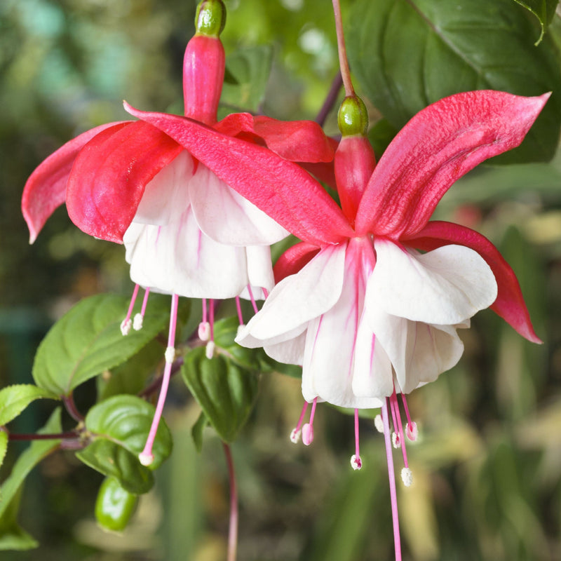 Hardy Fuchsia 'Lady Thumb' 9cm / 2L -