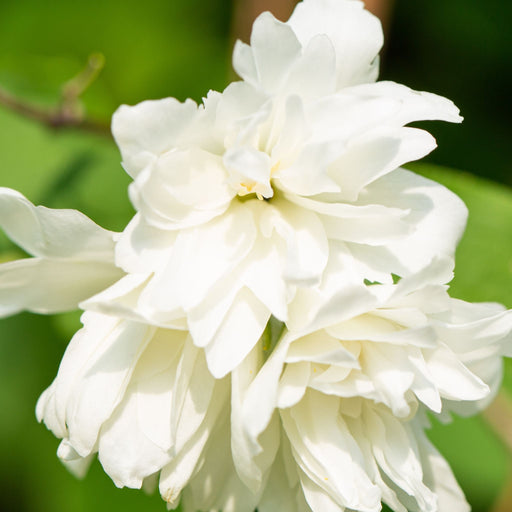 Philadelphus 'Minnesota Snowflake' Mock Orange 3L -