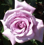 Twice in a Blue Moon Rose | Hybrid Tea | 4L Potted Rose (PRE ORDER DECEMBER '25) -