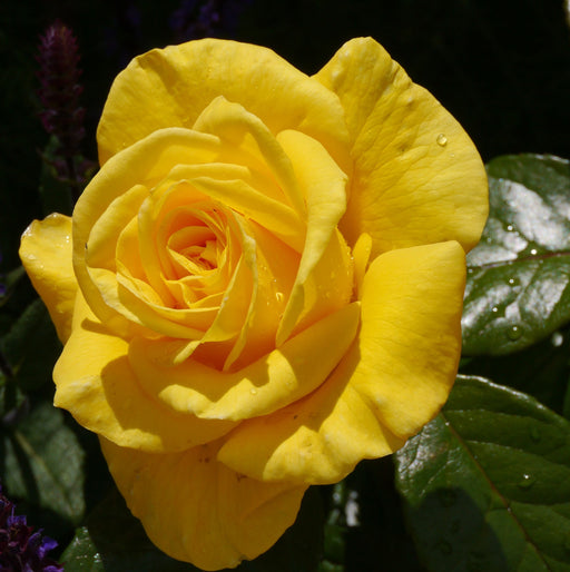 Rose Golden Wedding | Floribunda Rose | 4L Potted Rose (PRE ORDER DECEMBER '25) -