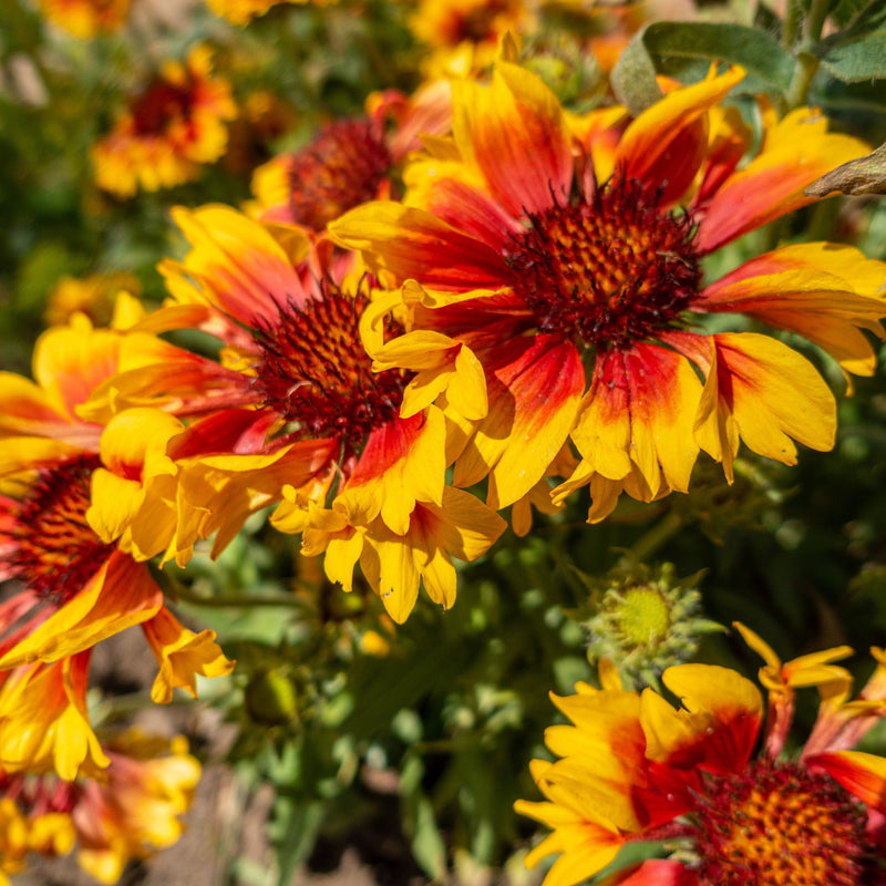Gaillardia 'Kobold Goblin' 9cm -