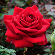 Rose Loving Memory | Hybrid Tea | 4L Potted Rose (PRE ORDER DECEMBER '25) -