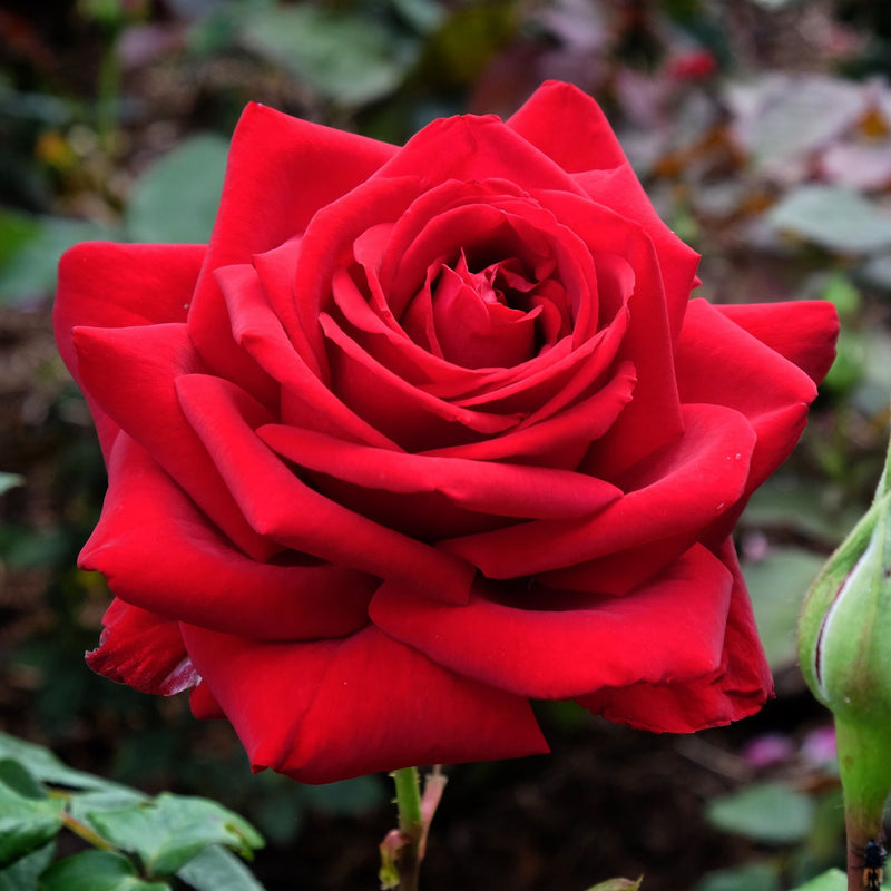Rose Loving Memory | Hybrid Tea | 4L Potted Rose (PRE ORDER DECEMBER '25) -