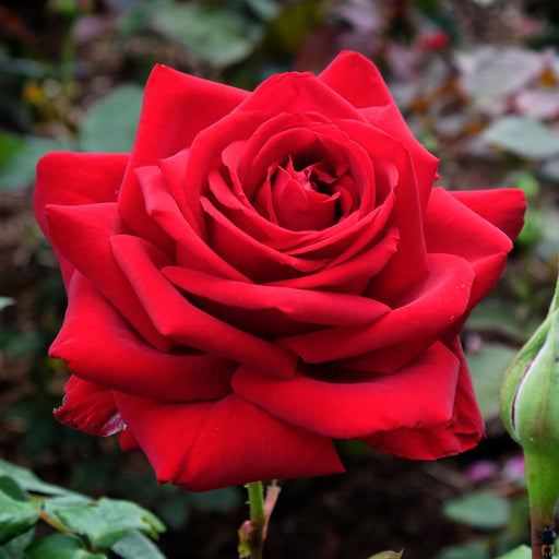 Rose Loving Memory | Hybrid Tea | 4L Potted Rose (PRE ORDER DECEMBER '25) -
