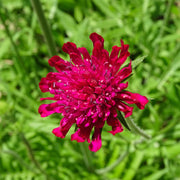 Knautia macedonica 'Red Knight' 9cm -