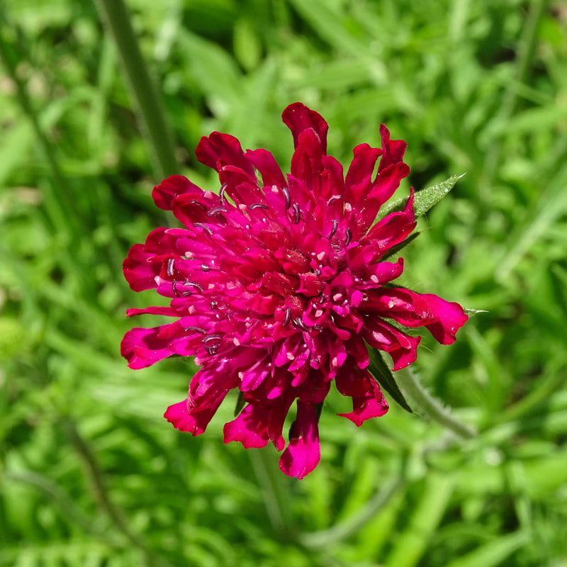Knautia macedonica 'Red Knight' 9cm -