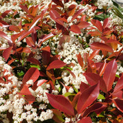 Photinia 'Red Robin' on frame 5ft / 6ft (Metal Frame) - Home & Garden
