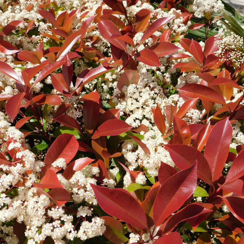 Photinia 'Red Robin' on frame 5ft / 6ft (Metal Frame) - Home & Garden